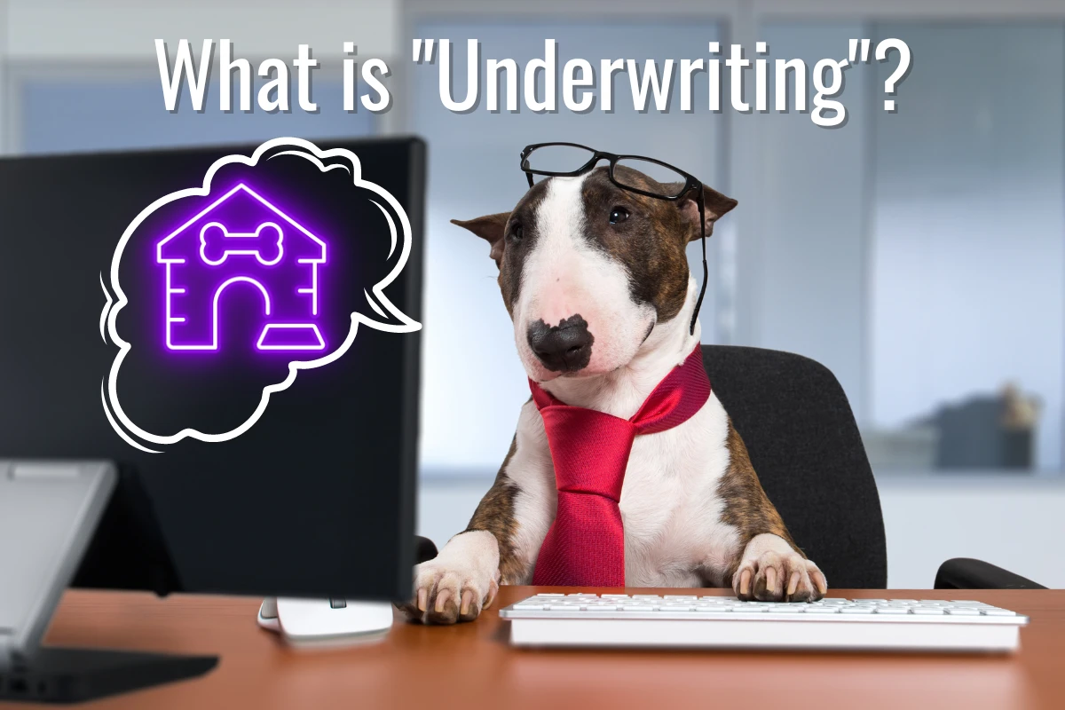 Dog contemplating the meaning of "underwriting" at a computer screen.