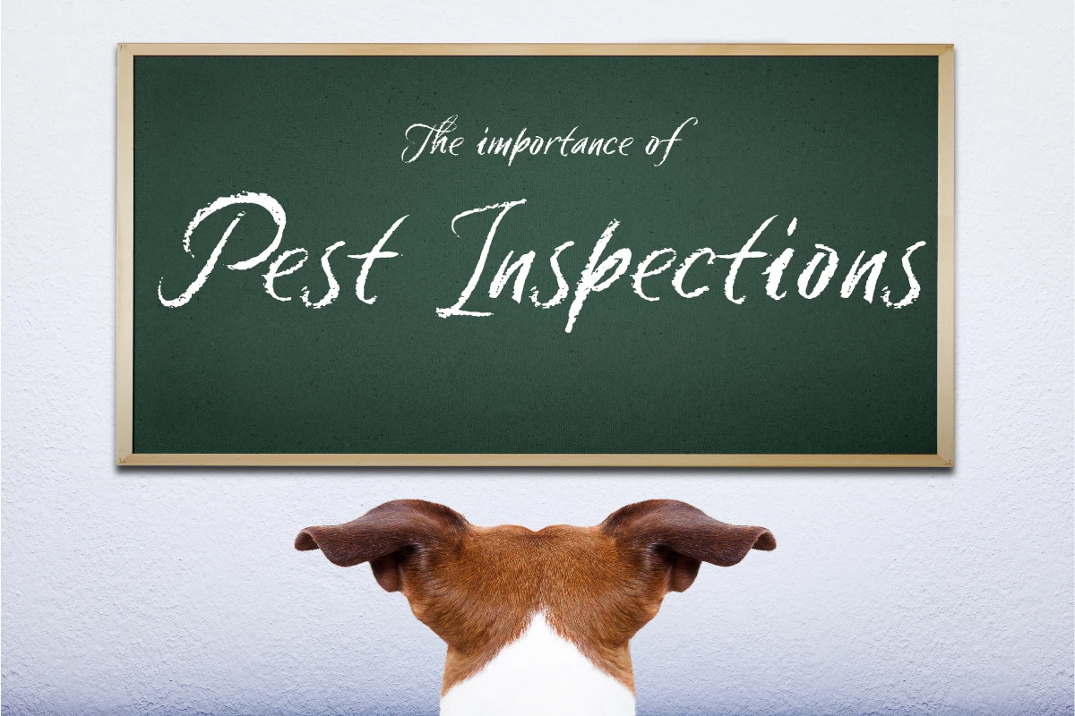 dog looking at a chalkboard that says pest inspections.